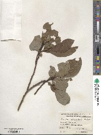 Salix caucasica image