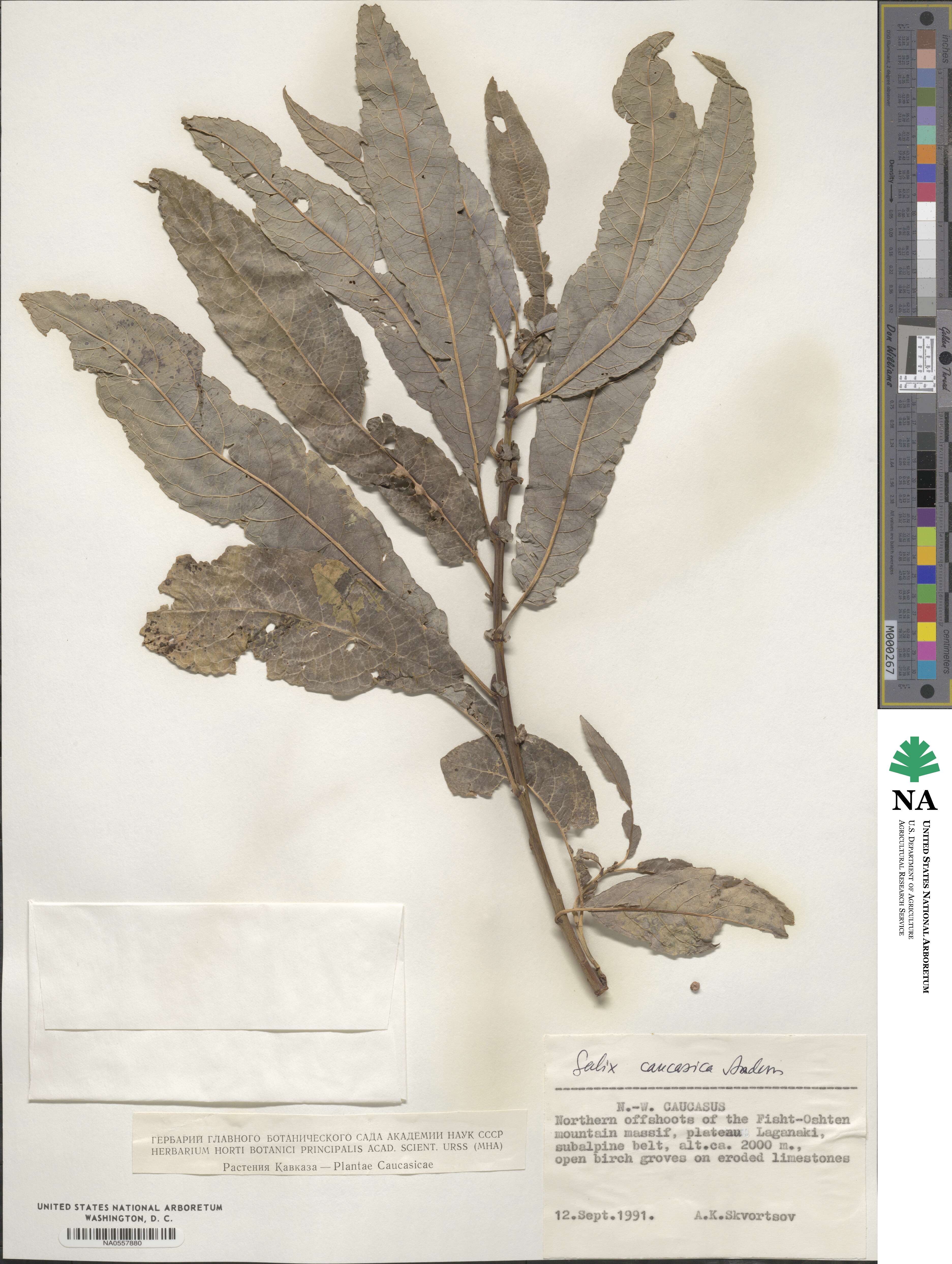 Salix caucasica image