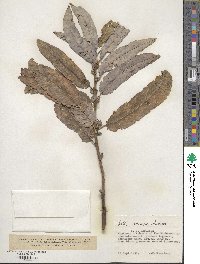 Salix caucasica image