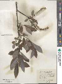 Salix caucasica image