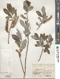 Salix cinerea image