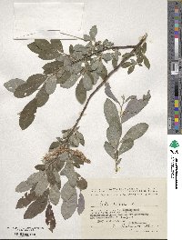 Salix cinerea image