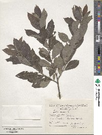 Salix cinerea image