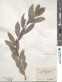 Salix cinerea image