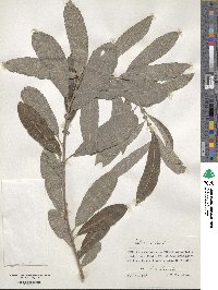 Salix cinerea image