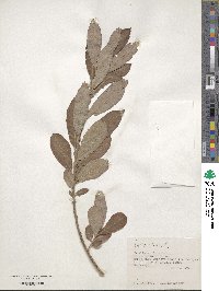 Salix cinerea image