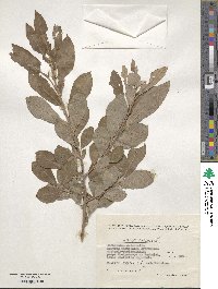 Salix cinerea image