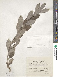 Salix cinerea image