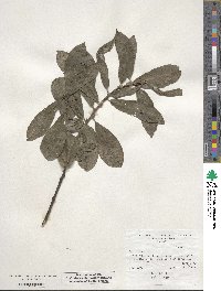 Salix cinerea image