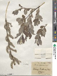 Salix cinerea image