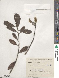 Salix cinerea image