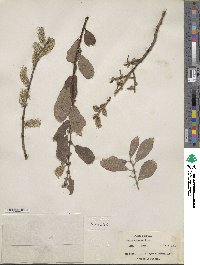 Salix cinerea image