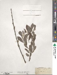 Salix cinerea image