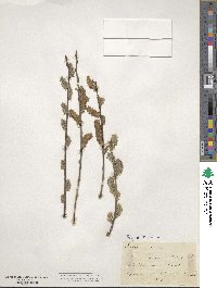 Salix cinerea image