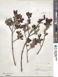 Salix cinerea image