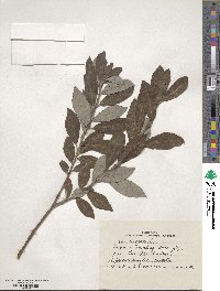 Salix cinerea image