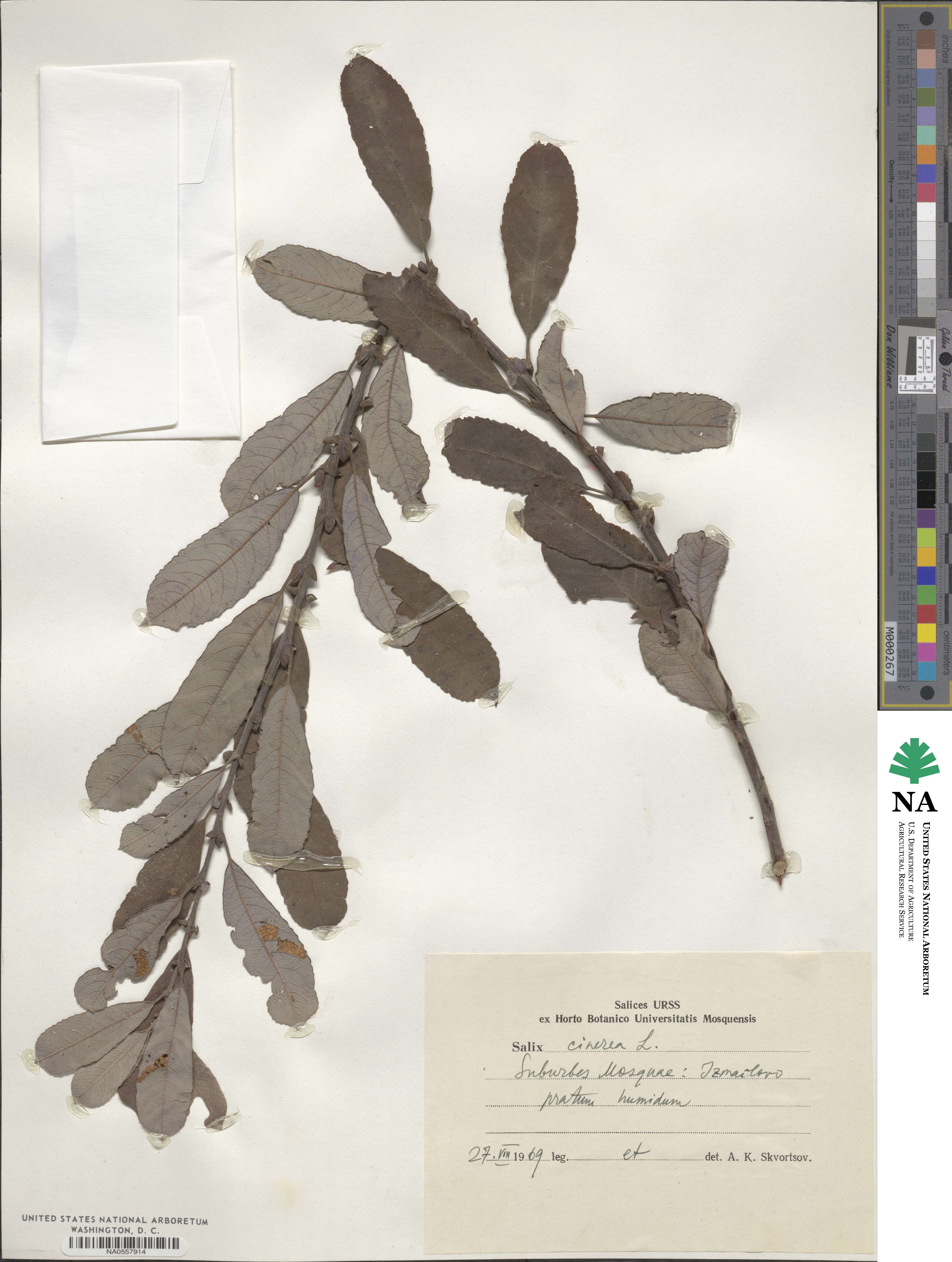 Salix cinerea image