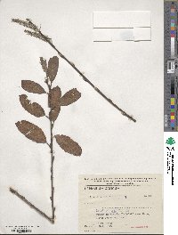 Salix cinerea image