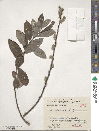 Salix cinerea image