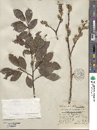 Salix caprea image