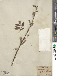 Salix caprea image