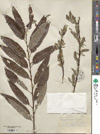 Salix caprea image