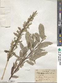 Salix caprea image