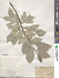 Salix caprea image