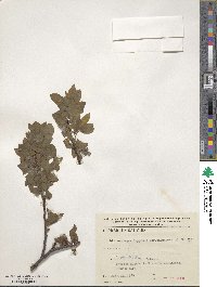 Salix caprea image