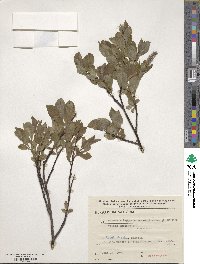 Salix caprea image