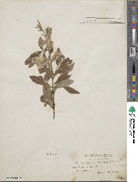 Salix caprea image