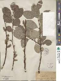 Salix caprea image