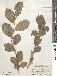 Salix caprea image