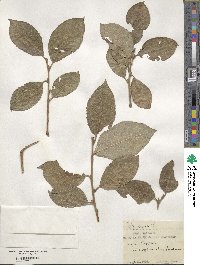 Salix caprea image