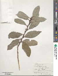 Salix caprea image