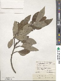 Salix caprea image