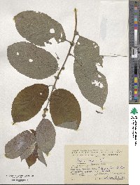 Salix caprea image