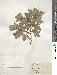 Salix caprea image