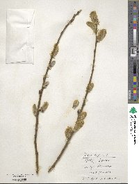 Salix caprea image