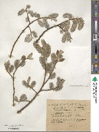 Salix caprea image