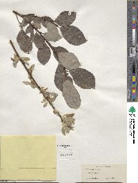 Salix caprea image