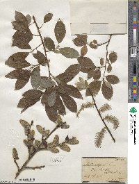 Salix caprea image