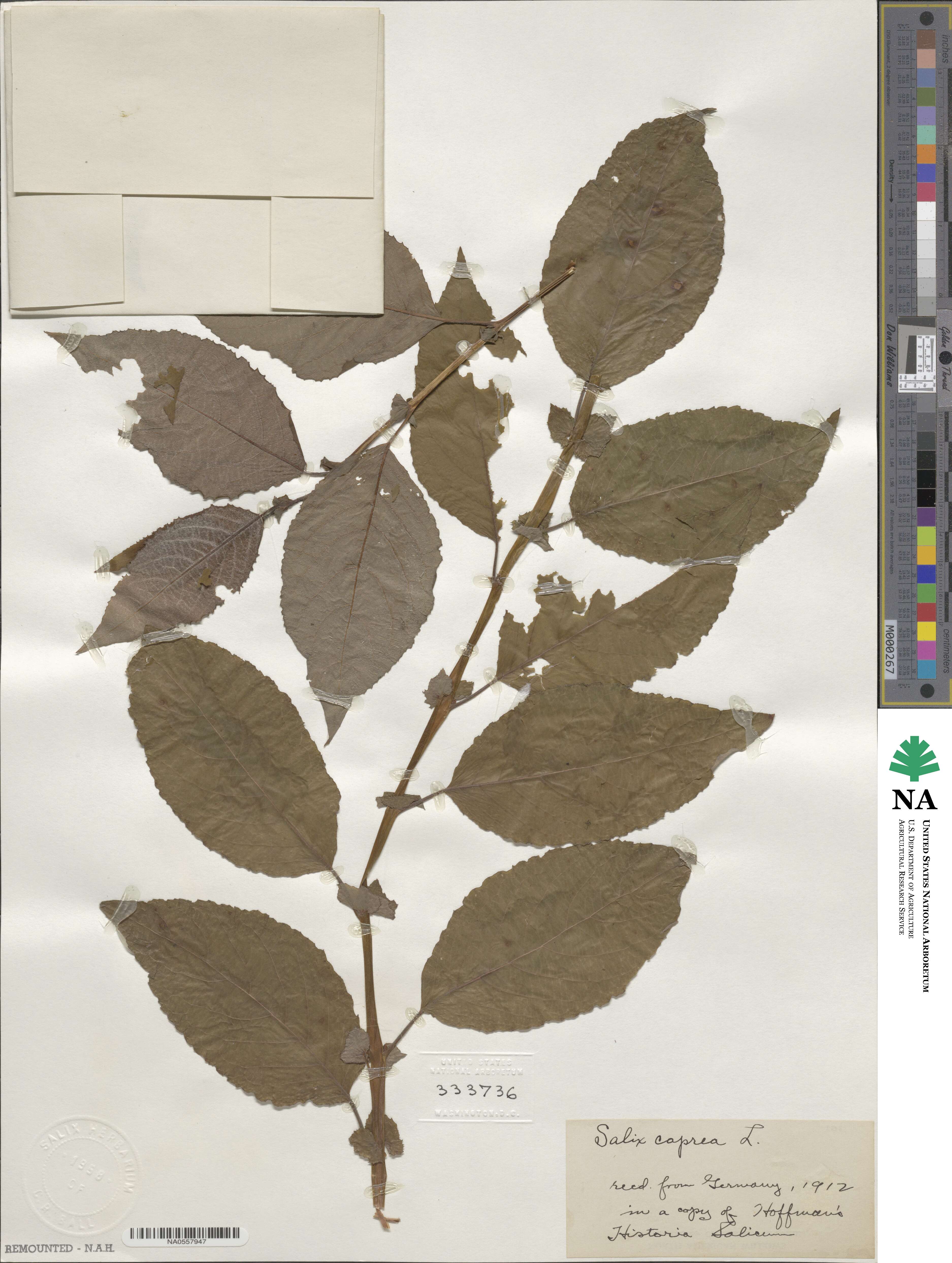 Salix caprea image