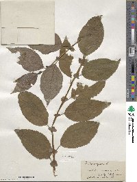 Salix caprea image