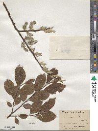 Salix caprea image