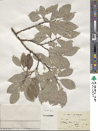 Salix caprea image