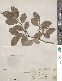 Salix caprea image