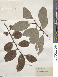 Salix caprea image