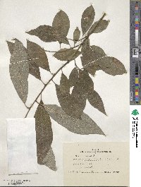 Salix caprea image