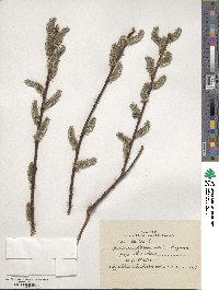 Salix caprea image